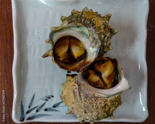 Two baked Turban shells  photo