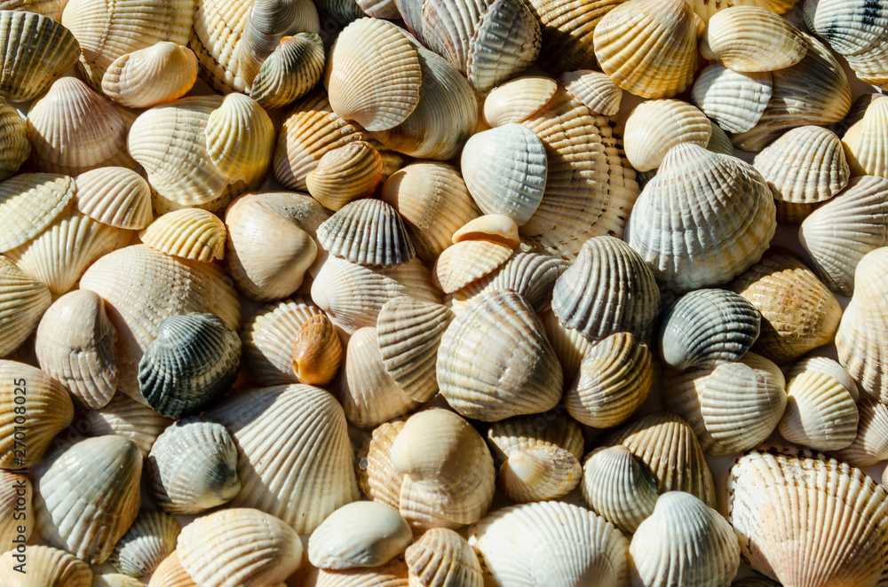 Seashells of different colors. Mollusk shells. Seashell background. Texture of the shells.