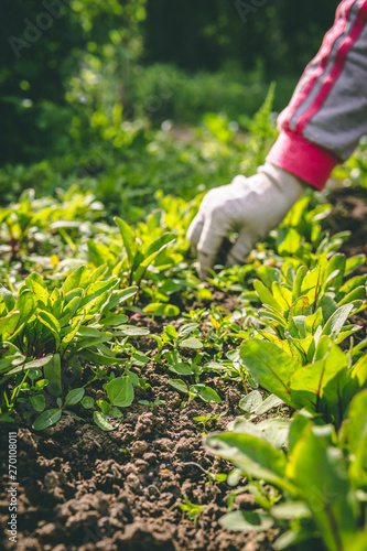 A woman weeds her hands in the gloves of a plant in the garden