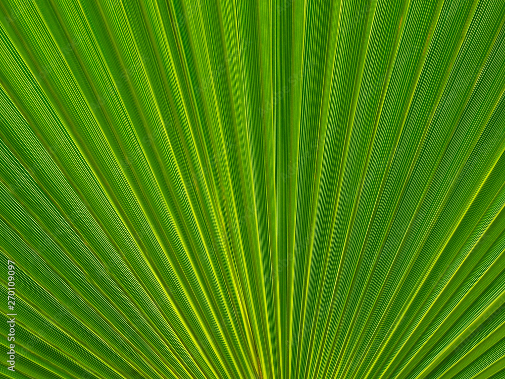 Abstract green palm tree leaf texture close up.Bright tropical natural background with copy space for design.Summer vacation concept.Selective focus. Abstract green palm tree leaf texture close up.Bright tropical natural background with copy space for design.Summer vacation concept.Selective focus.