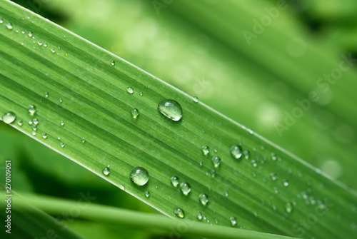Clean transparent raindrops on a narrow fluted green blade of grass on a cool summer day, macro, closeup