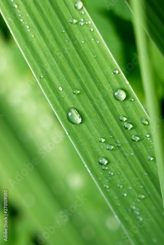 Transparent raindrops on a narrow green blade of grass on a cool summer day, macro, close up, portrait orientation