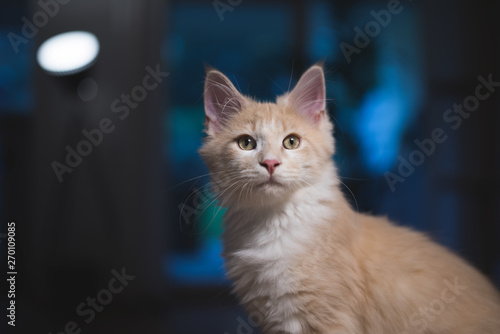 red cream colored maine coon kitten standing in the living room illuminated by warm light