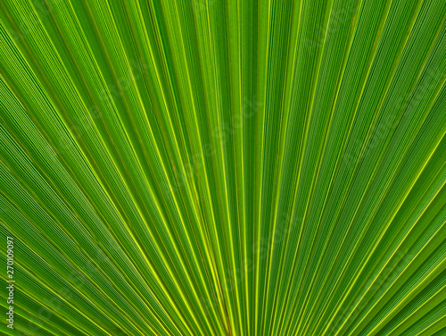 Abstract green palm tree leaf texture close up.Bright tropical natural background with copy space for design.Summer vacation concept.Selective focus.