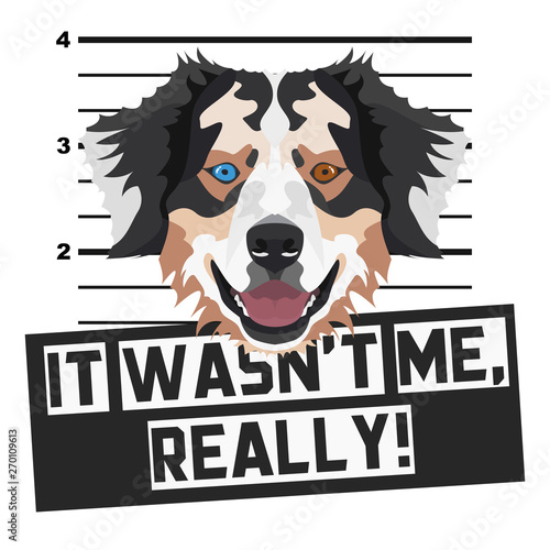 Mugshot Polizeifoto Australian Shepherd