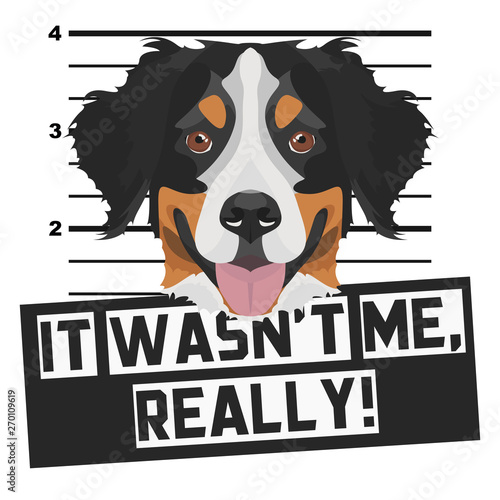 Mugshot Polizeifoto Berner Sennenhund