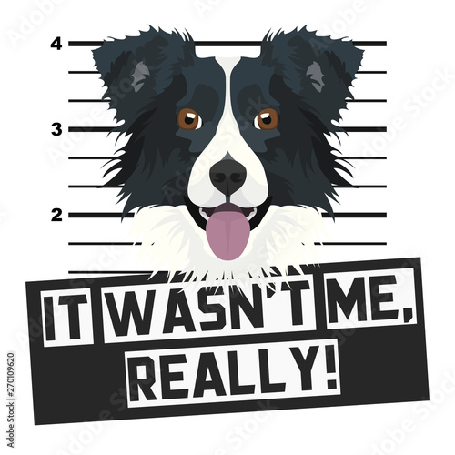 Mugshot Polizeifoto Border Collie