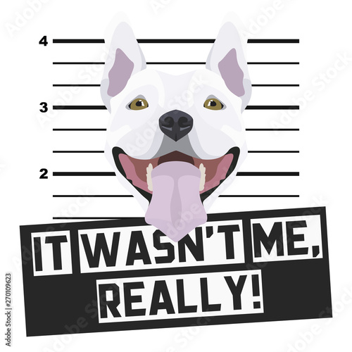 Mugshot Polizeifoto Bullterrier