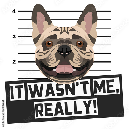 Mugshot Polizeifoto Französische Bulldogge