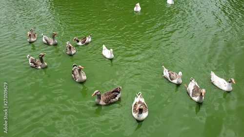 patos no lago verde photo