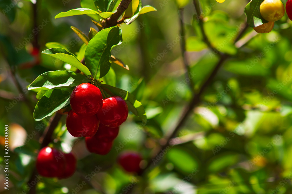 Obraz premium Acerola IMG_0447