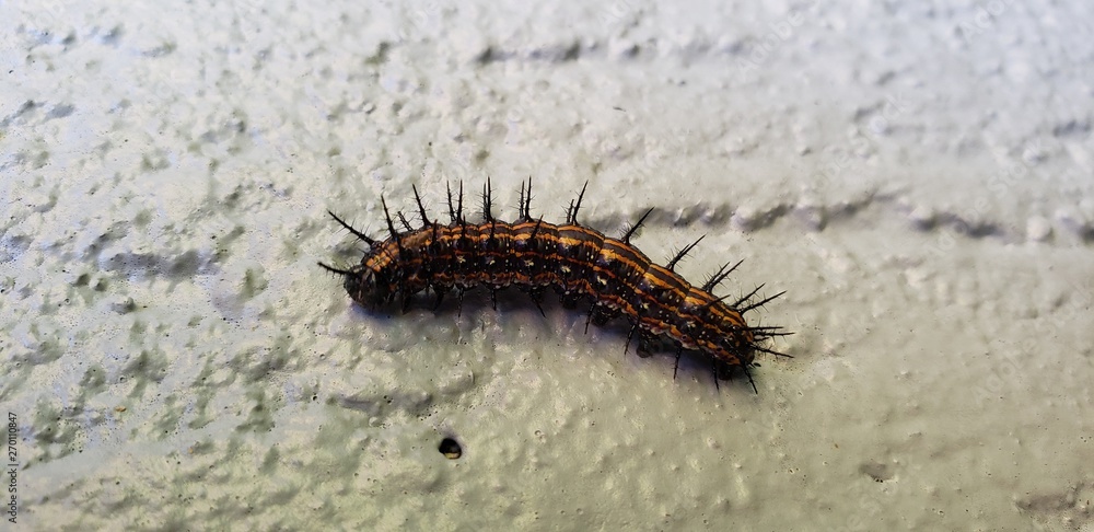 lagarta venenosa lagarta venenosa