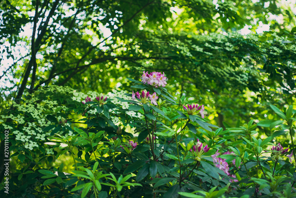 Pink rhododendron flowers in the woods in Spring
