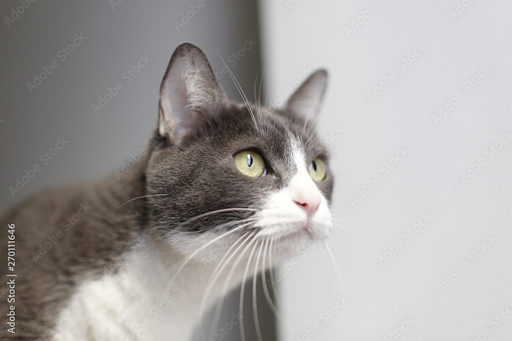 cat. portrait cat. portrait