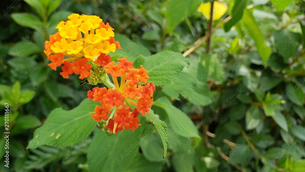 flor laranja flor laranja