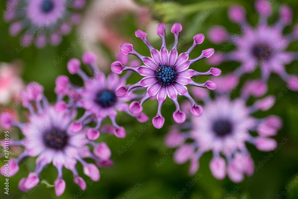 African Daisy flowers African Daisy flowers