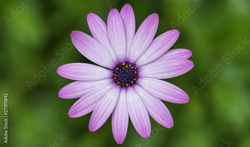 Purple Daisy