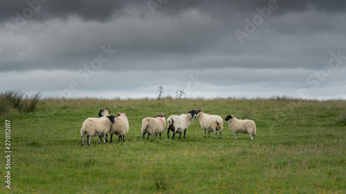 Group of Black Face sheep on moorland