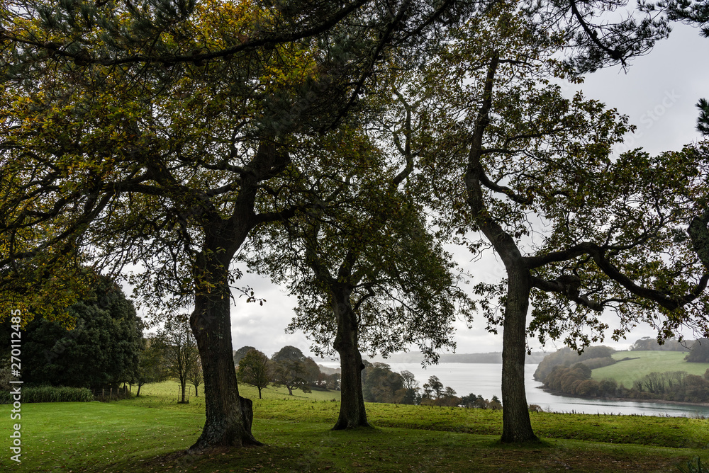 Trees at Trelissick Trees at Trelissick
