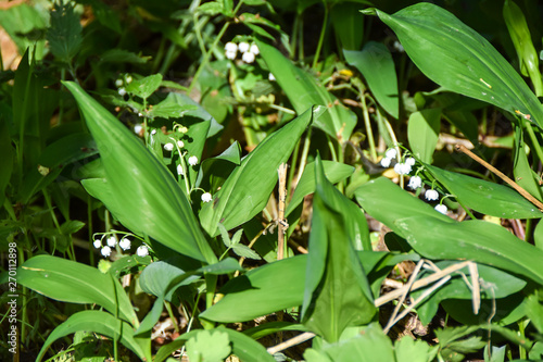 flowers white lilies of the valley in green leaves background