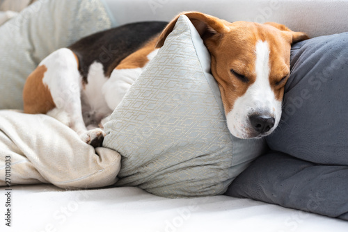 Funny beagle dog sleeps on cozy sofa