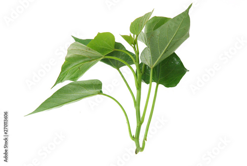 close up on sweet potato leaves