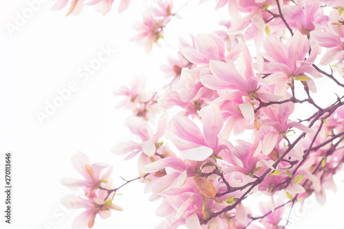 Beautiful magnolia flowers; spring floral background with copy space
