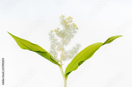 False Solomon's Seal - Isolated Plant photo