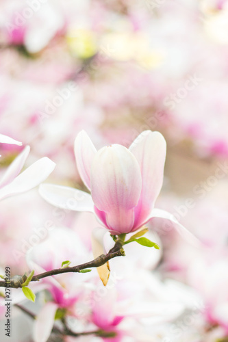 Beautiful magnolia flowers; spring floral background