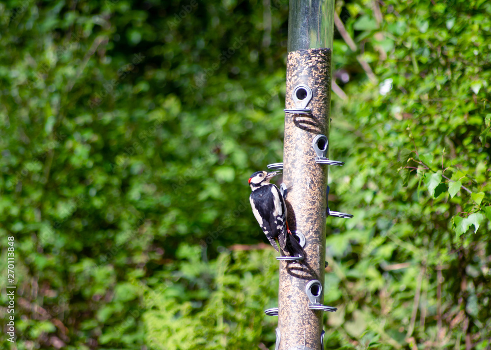 A great spotted woodpecker feeding on bird feed at Whinfell forest.