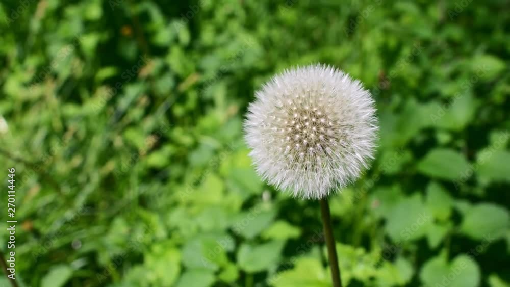 White fluffy dandelions, natural blurred spring background. White fluffy dandelions, natural blurred spring background.