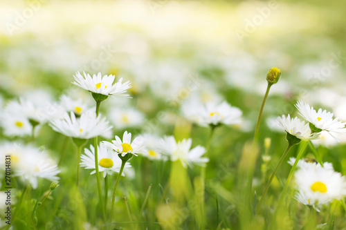 Sunny field of daisies; spring background