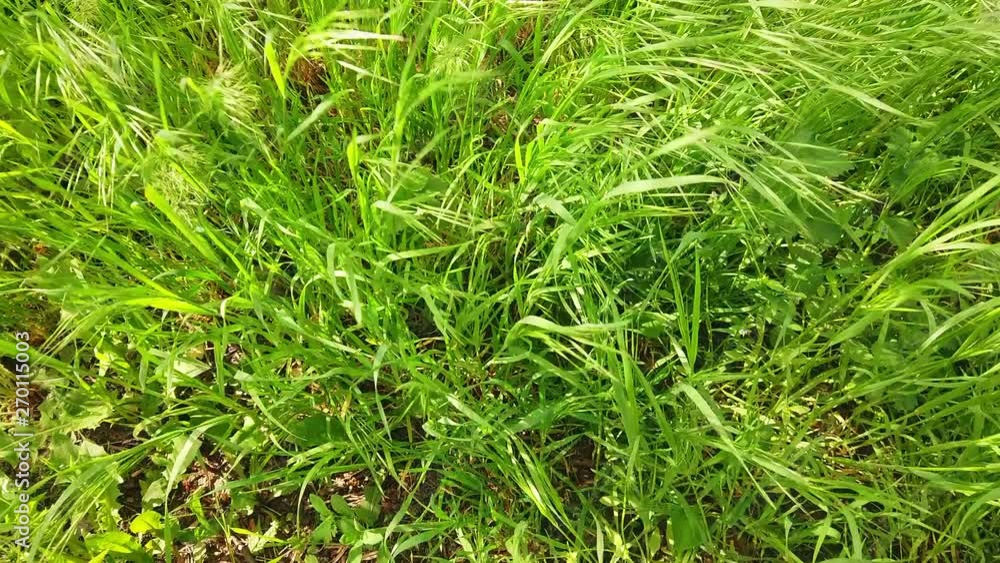 Grass swaying in the wind Grass swaying in the wind