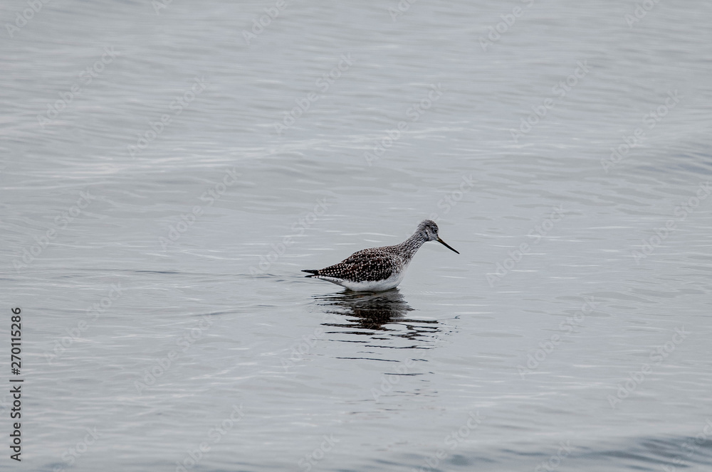 Shorebird #2 Shorebird #2