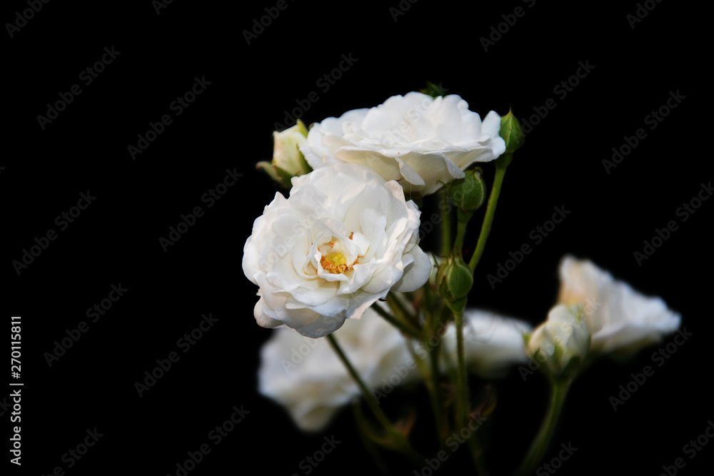weiße rosen vor schwarzem Hintergrund 