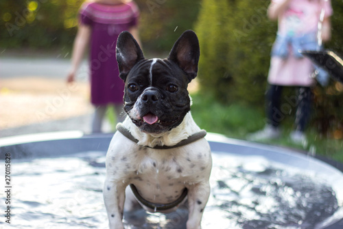 Cute french bulldog having a bath in the city fountain on a hot spring day