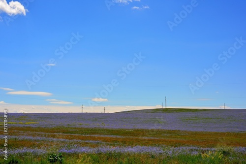 Blue flower fields under blue sky on a sunny day