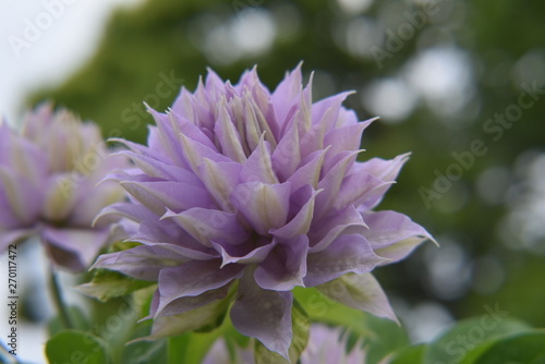 purple flowers