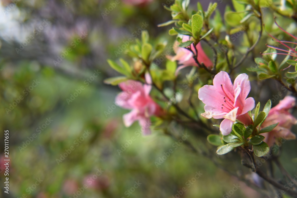 pink flowers