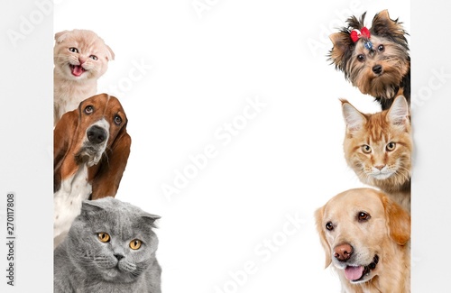 Canvas Print Various cats and dogs as frame isolated on white