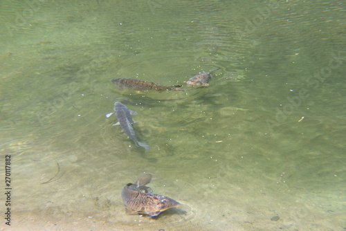 carp