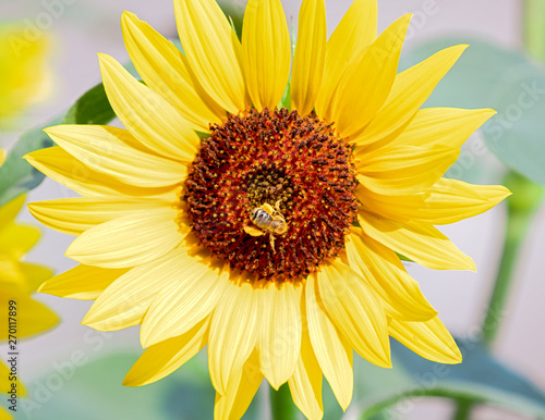 Bright sunflower detail with bee