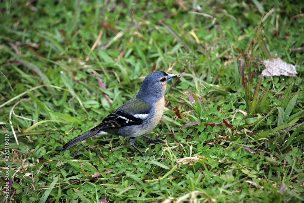männlicher Azoren-Buchfink (Fringilla coelebs moreletti) männlicher Azoren-Buchfink (Fringilla coelebs moreletti)