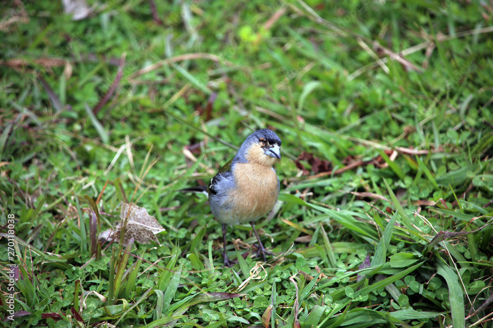männlicher Azoren-Buchfink (Fringilla coelebs moreletti) männlicher Azoren-Buchfink (Fringilla coelebs moreletti)