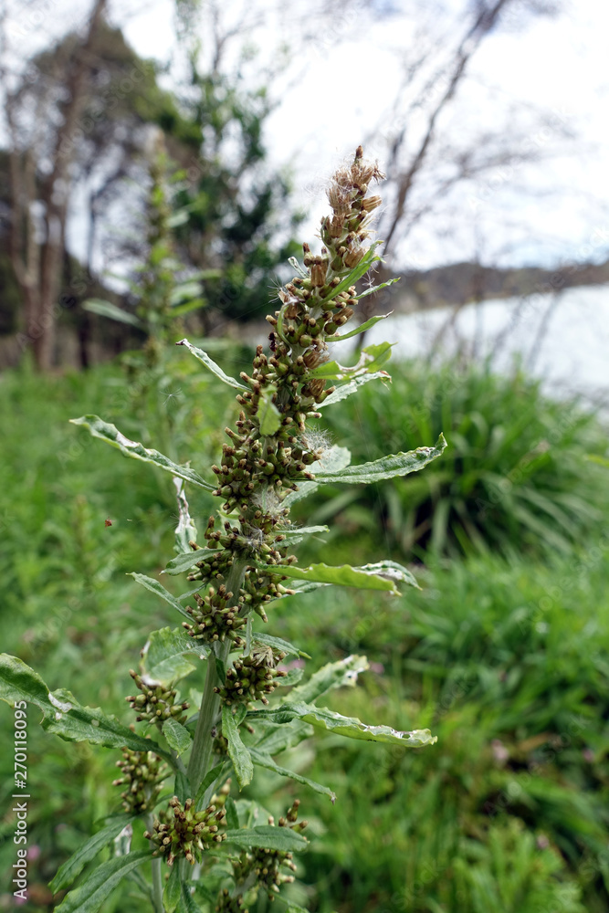 Gamochaeta spec., vermutlich coarctata Gamochaeta spec., vermutlich coarctata