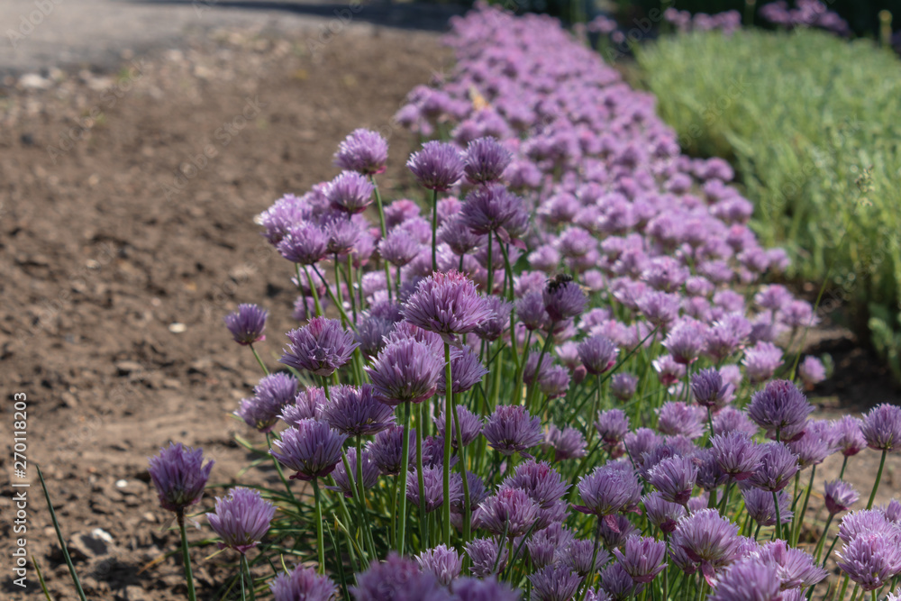 Obraz premium a line of densely growing purple fluffy flowers close up in sunny spring lighting