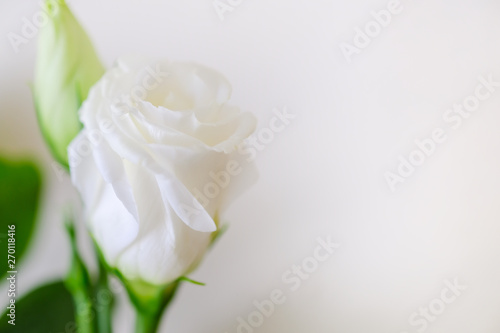 Close up of beauty white rose on white background with copy space for text.