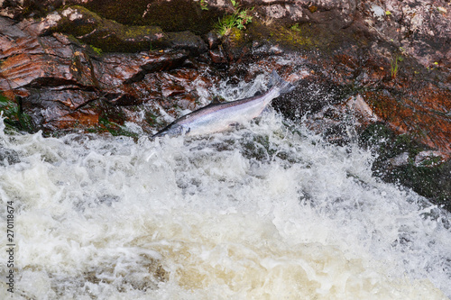 leaping salmon photo