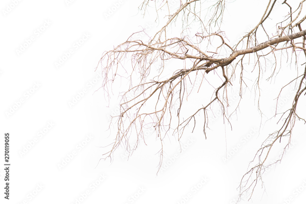 Old and dead tree branch isolated on white background