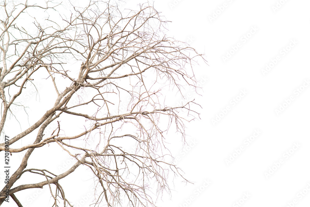 Old and dead tree branch isolated on white background
